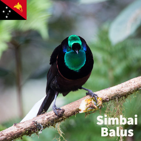 Simbai Balus (Papua New Guinea)